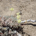 Eriogonum cusickii - Photo (c) Janel Johnson, alguns direitos reservados (CC BY-NC), uploaded by Janel Johnson