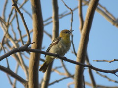 Icterus