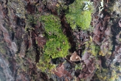 Dicranum flagellare