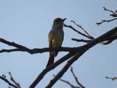 Myiarchus