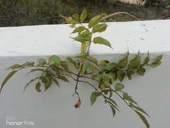 Podranea ricasoliana