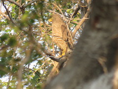 Rupornis magnirostris