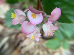 Begonia semperflorens-cultorum