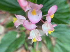 Begonia semperflorens-cultorum
