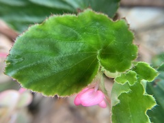Begonia semperflorens-cultorum