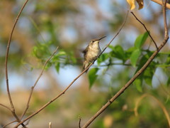 Archilochus colubris