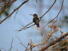 Archilochus colubris