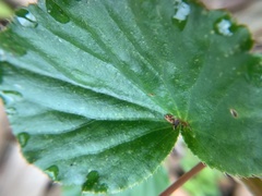 Begonia semperflorens-cultorum