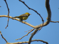 Icterus spurius