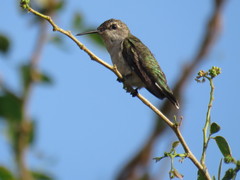 Archilochus colubris