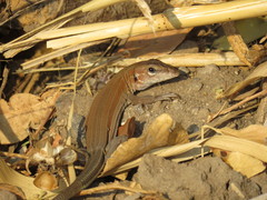 Aspidoscelis