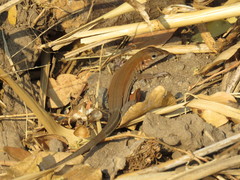 Aspidoscelis