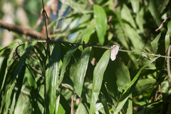 Desmoncus chinantlensis