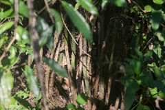 Desmoncus chinantlensis