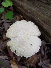Amanita russuloides