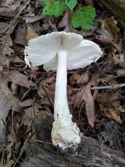 Amanita russuloides