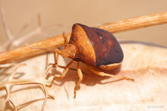 Ventocoris rusticus