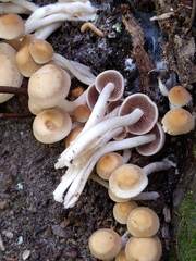 Psathyrella conissans