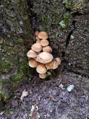 Psathyrella conissans