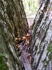 Psathyrella conissans