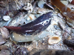 Lepadogaster purpurea