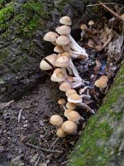 Psathyrella conissans