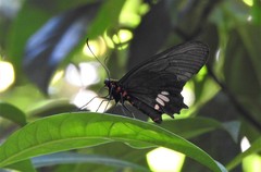 Parides anchises