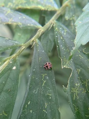 Epilachna maculicollis