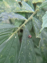 Epilachna maculicollis