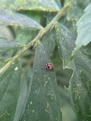 Epilachna maculicollis