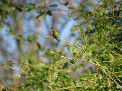 Archilochus colubris