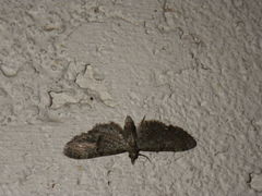 Eupitheciini