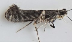 Parornix geminatella