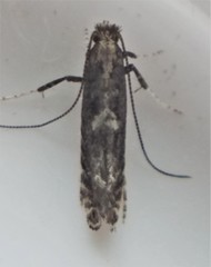 Parornix geminatella