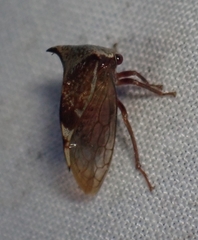 Stictocephala albescens