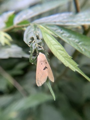 Spilarctia nydia