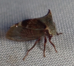 Stictocephala albescens