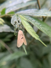 Spilarctia nydia