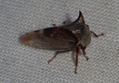 Stictocephala albescens