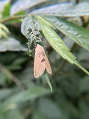 Spilarctia nydia
