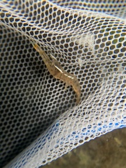 Macrobrachium nipponense