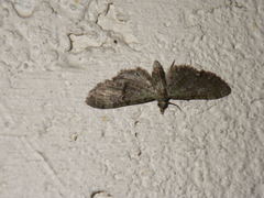Eupitheciini