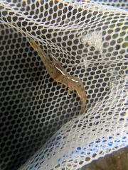 Macrobrachium nipponense