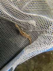 Macrobrachium nipponense