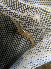 Macrobrachium nipponense