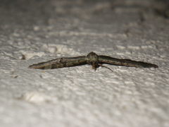 Eupitheciini