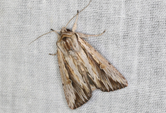 Persectania dyscrita