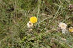 Nidorella podocephala