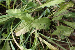 Nidorella podocephala