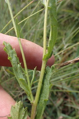 Nidorella podocephala